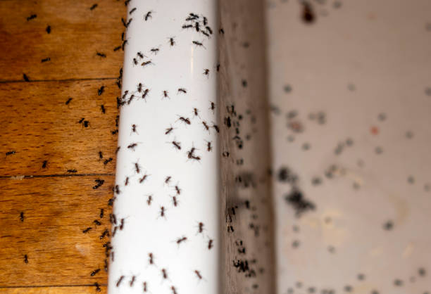 Best Affordable Pest Control Services  in St Bernard, OH